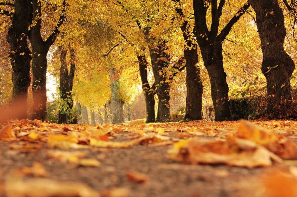 Tips on Being Environmentally Friendly in Autumn